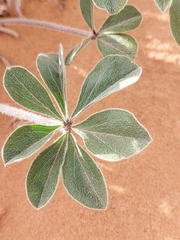 Pediomelum megalanthum