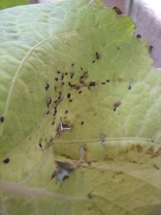Coccoidea