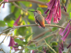 Selasphorus sasin