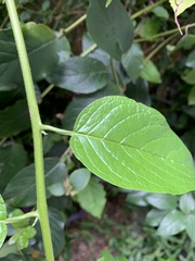 Heliotropium sarmentosum