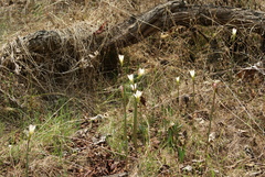 Zephyranthes alba