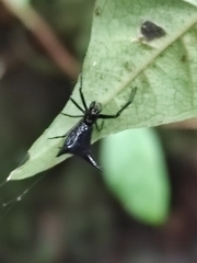 Micrathena pilaton