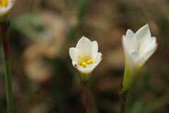 Zephyranthes alba