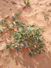 Pediomelum megalanthum