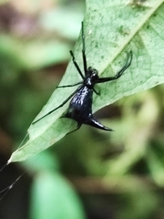 Micrathena pilaton