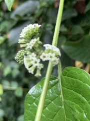 Heliotropium sarmentosum