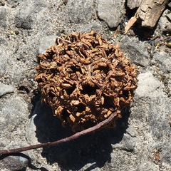 Liquidambar styraciflua