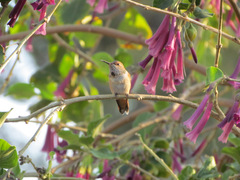 Selasphorus sasin