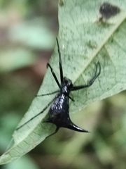 Micrathena pilaton