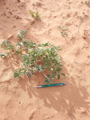 Pediomelum megalanthum