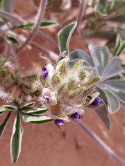 Pediomelum megalanthum