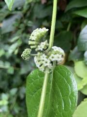 Heliotropium sarmentosum