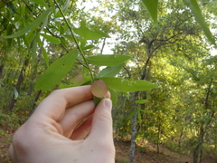 Amphibolips quercusracemaria