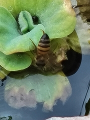 Apis mellifera