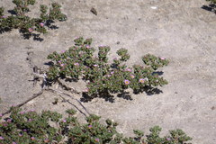 Frankenia pulverulenta