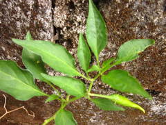 Capsicum baccatum pendulum