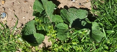 Arctium