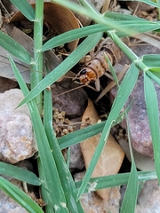 Gryllodes sigillatus