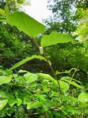 Omalophora pectoralis