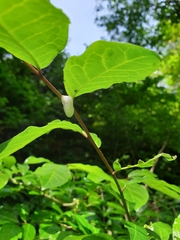 Omalophora pectoralis