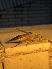 Pseudomictis distinctus