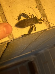 Pseudomictis distinctus