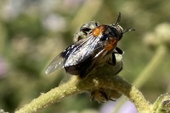 Ripiphorus vierecki