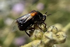Ripiphorus vierecki