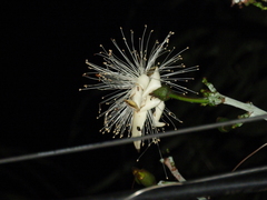 Pseudobombax grandiflorum