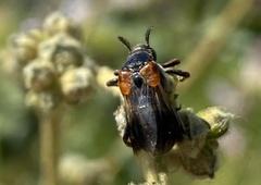 Ripiphorus vierecki
