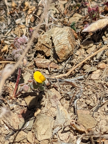 iNaturalist observation photo of foothill deervetch