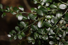 Citrus australasica