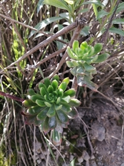 Sedum praealtum