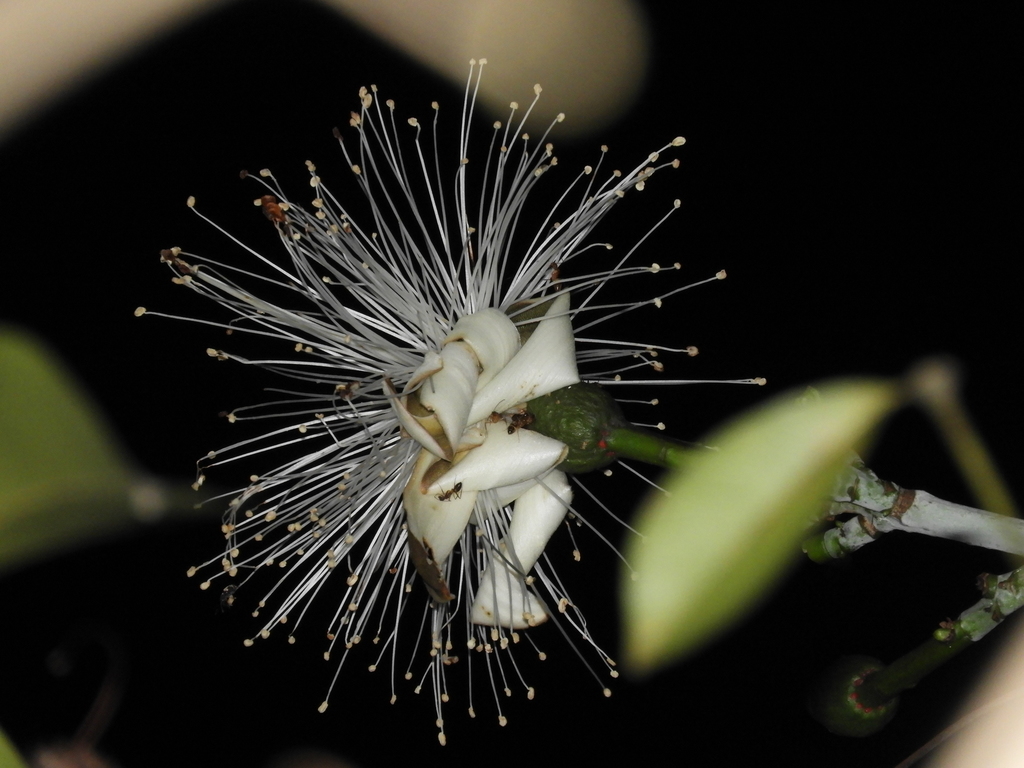 Brazilian shaving-brush tree
