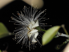 Pseudobombax grandiflorum