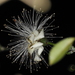 Brazilian Shaving-brush Tree - Photo (c) nena_bergallo, some rights reserved (CC BY-NC), uploaded by nena_bergallo