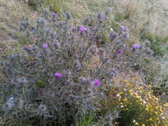 Cirsium