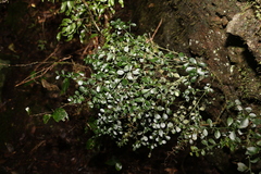Citrus australasica