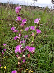 Lessingianthus rubricaulis