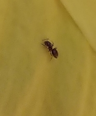 Brachymyrmex patagonicus