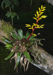 Vriesea rodigasiana