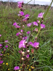 Lessingianthus rubricaulis