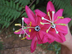 Passiflora antioquiensis