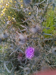 Cirsium