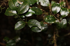 Rhysotoechia bifoliolata