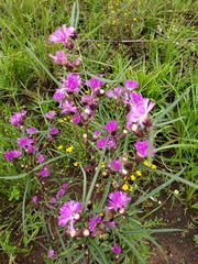 Lessingianthus rubricaulis