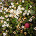 Carpet Heath - Photo (c) neomyrtus, some rights reserved (CC BY-NC-SA)