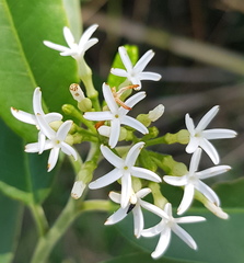 Vallesia