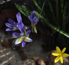 Pauridia gracilipes gracilipes