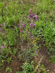 Lessingianthus rubricaulis